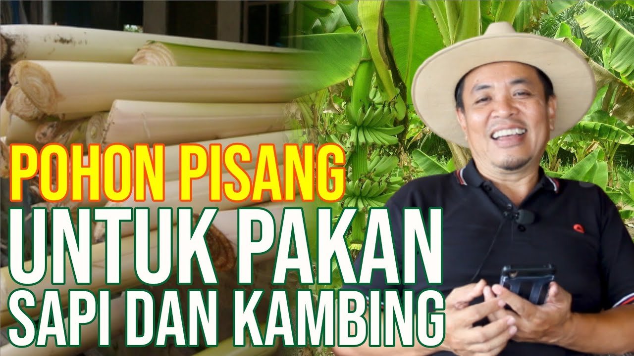 Gedebog Pisang Untuk Pakan Sapi Dan Kambing Mengandung Mineral.jpg